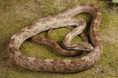 Eastern Ratsnake