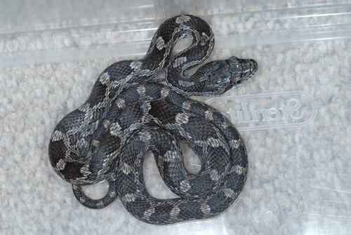 Eastern Ratsnake
