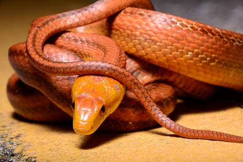 Eastern Ratsnake