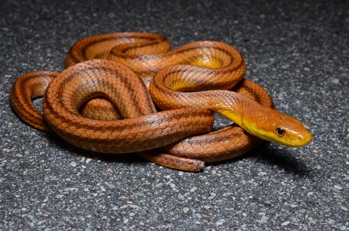 Eastern Ratsnake