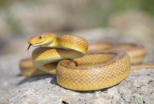 Eastern Ratsnake