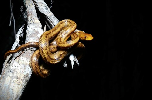 Eastern Ratsnake