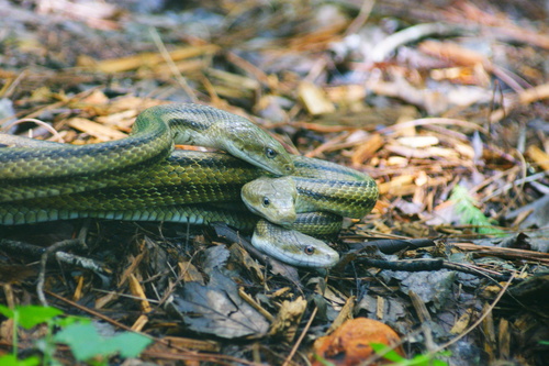 Eastern Ratsnake