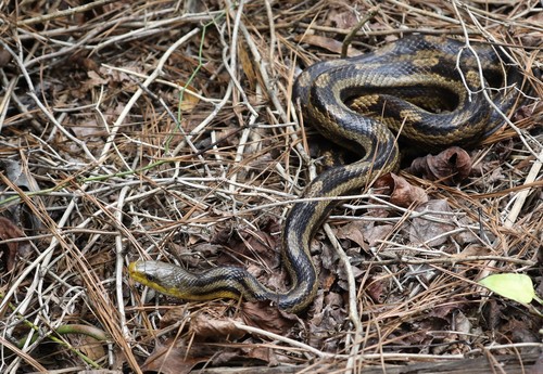 Eastern Ratsnake