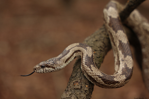 Eastern Ratsnake