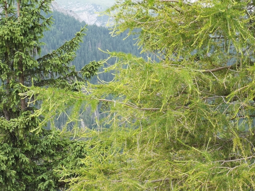 European larch