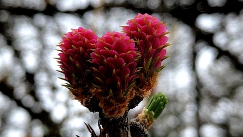 European larch
