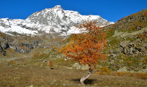 European larch