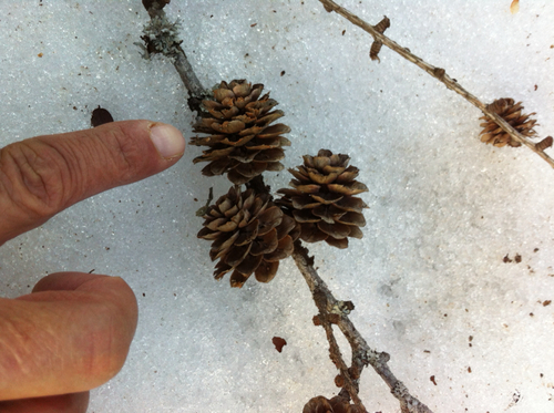 European larch