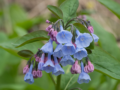 Virginia bluebells