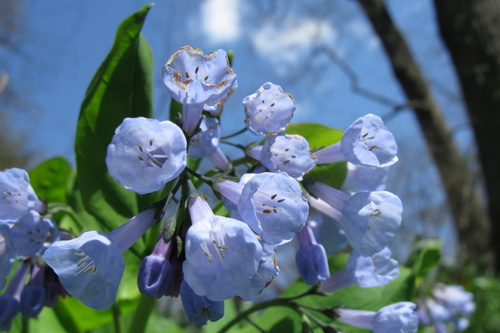 Virginia bluebells