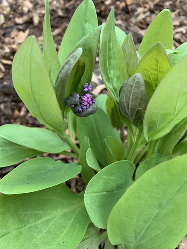 Virginia bluebells