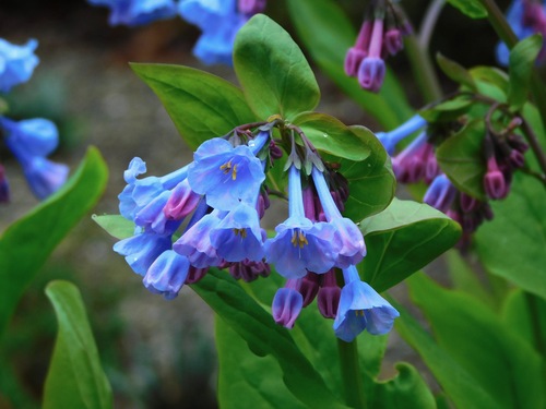 Virginia bluebells