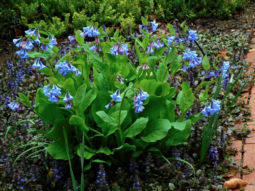 Virginia bluebells