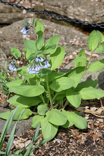 Virginia bluebells
