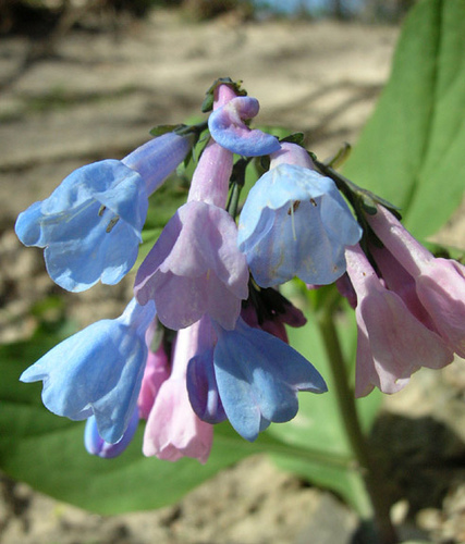 Virginia bluebells