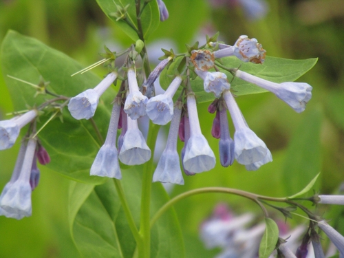 Virginia bluebells