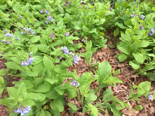 Virginia bluebells