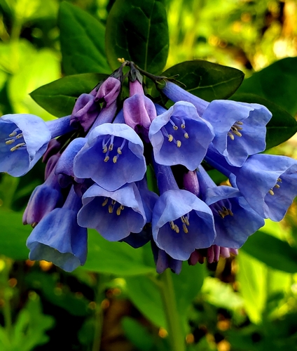 Virginia bluebells