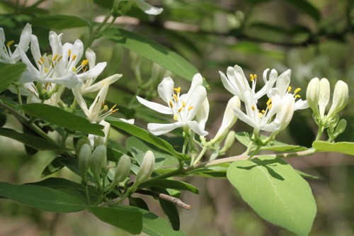 Morrow's honeysuckle
