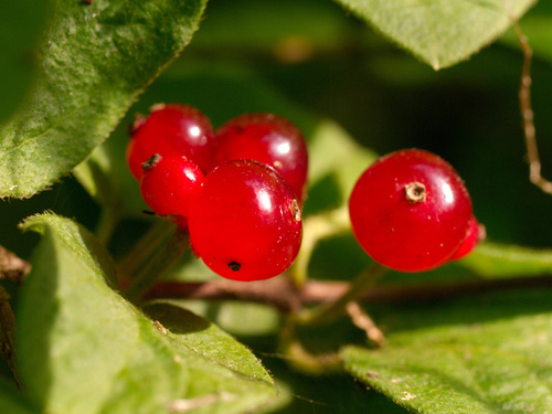 Morrow's honeysuckle
