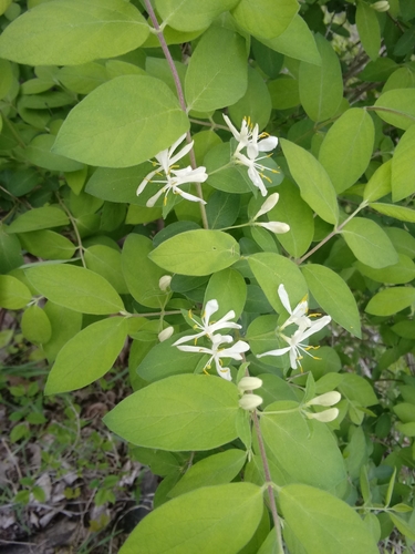 Morrow's honeysuckle