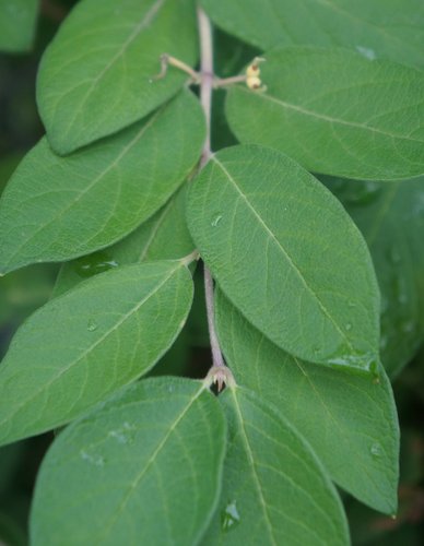 Morrow's honeysuckle