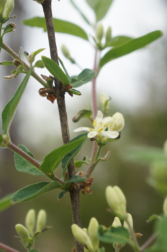 Morrow's honeysuckle
