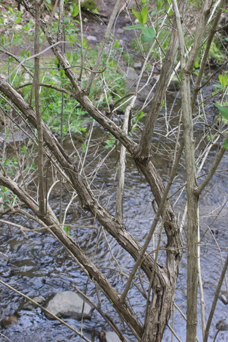 Morrow's honeysuckle