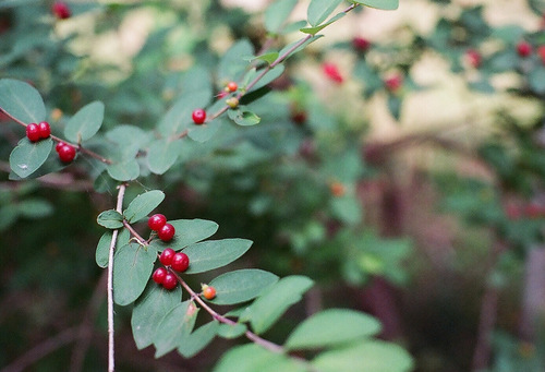 Morrow's honeysuckle