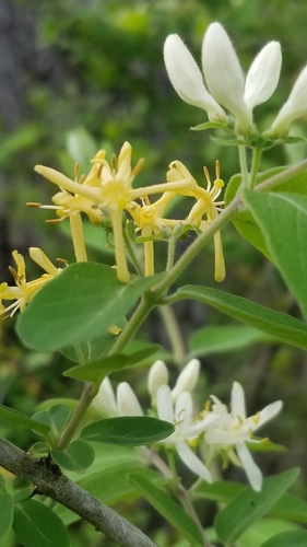 Morrow's honeysuckle