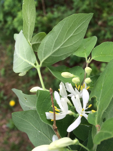 Morrow's honeysuckle