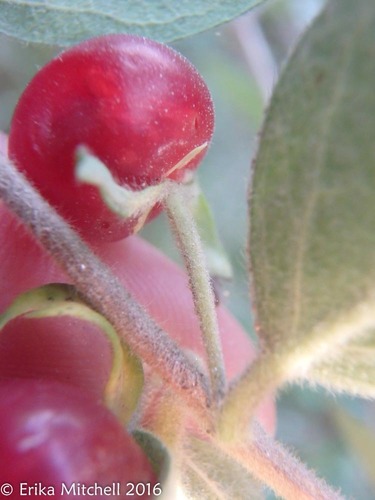 Morrow's honeysuckle