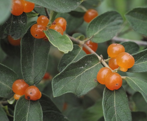 Morrow's honeysuckle