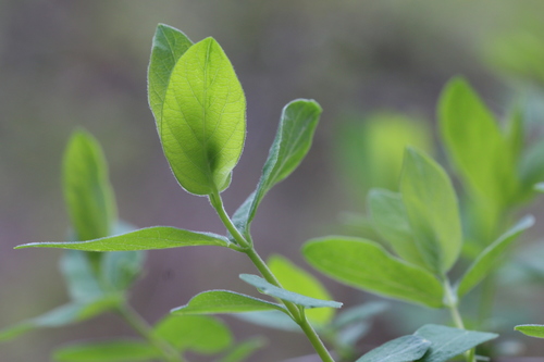 Morrow's honeysuckle