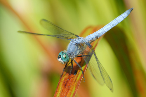 Blue Dasher