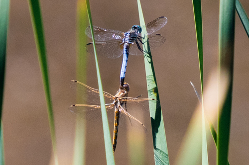 Blue Dasher