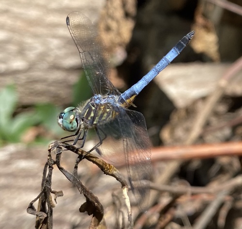 Blue Dasher