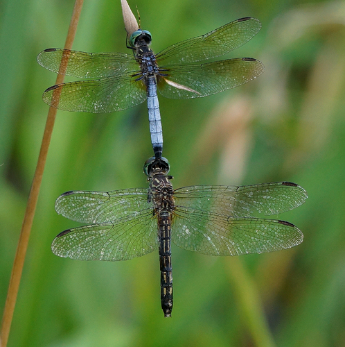 Blue Dasher