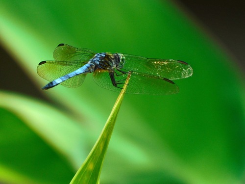 Blue Dasher