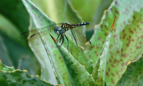 Blue Dasher