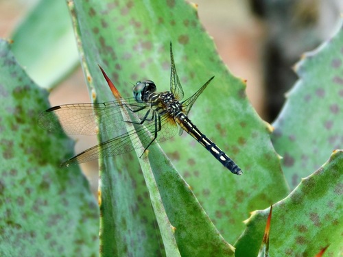 Blue Dasher