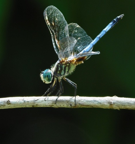 Blue Dasher
