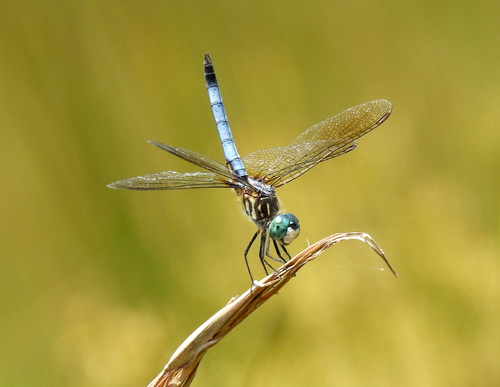 Blue Dasher