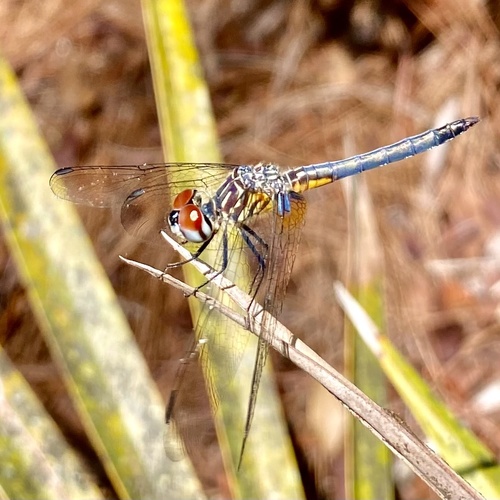 Blue Dasher