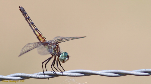 Blue Dasher