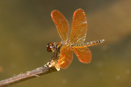 Eastern Amberwing