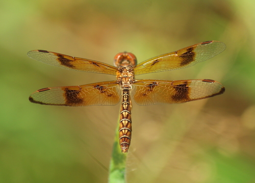 Eastern Amberwing