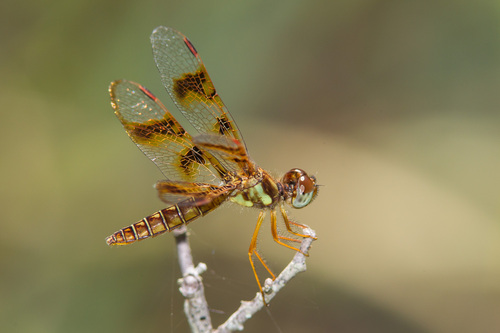 Eastern Amberwing