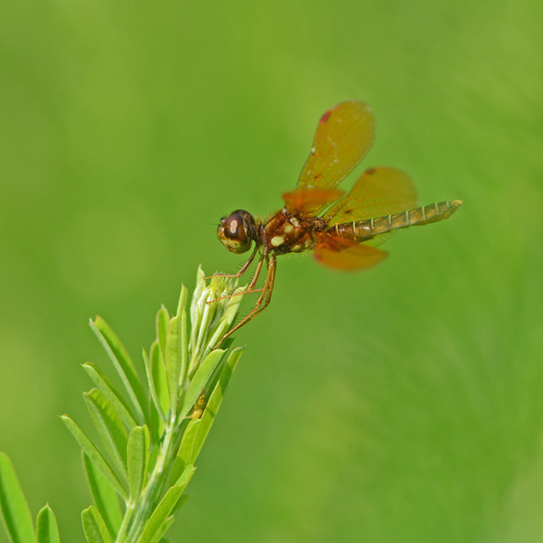 Eastern Amberwing